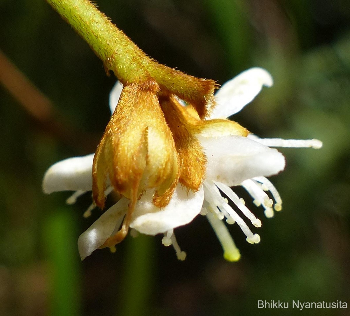 Symplocos diversifolia